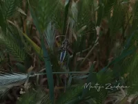 [Poecilimon mytilenensis]